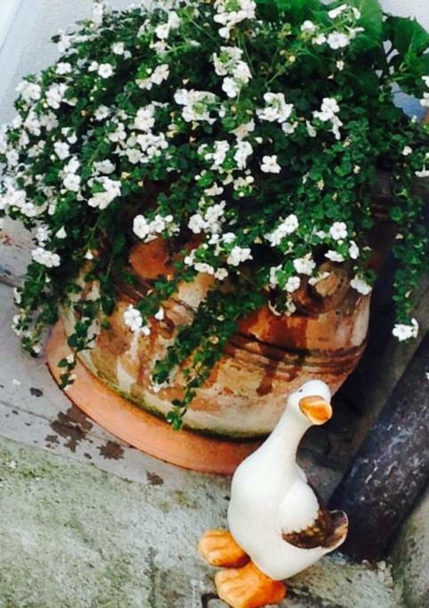 Papere E Tulipani Apartment Vicenza Luaran gambar